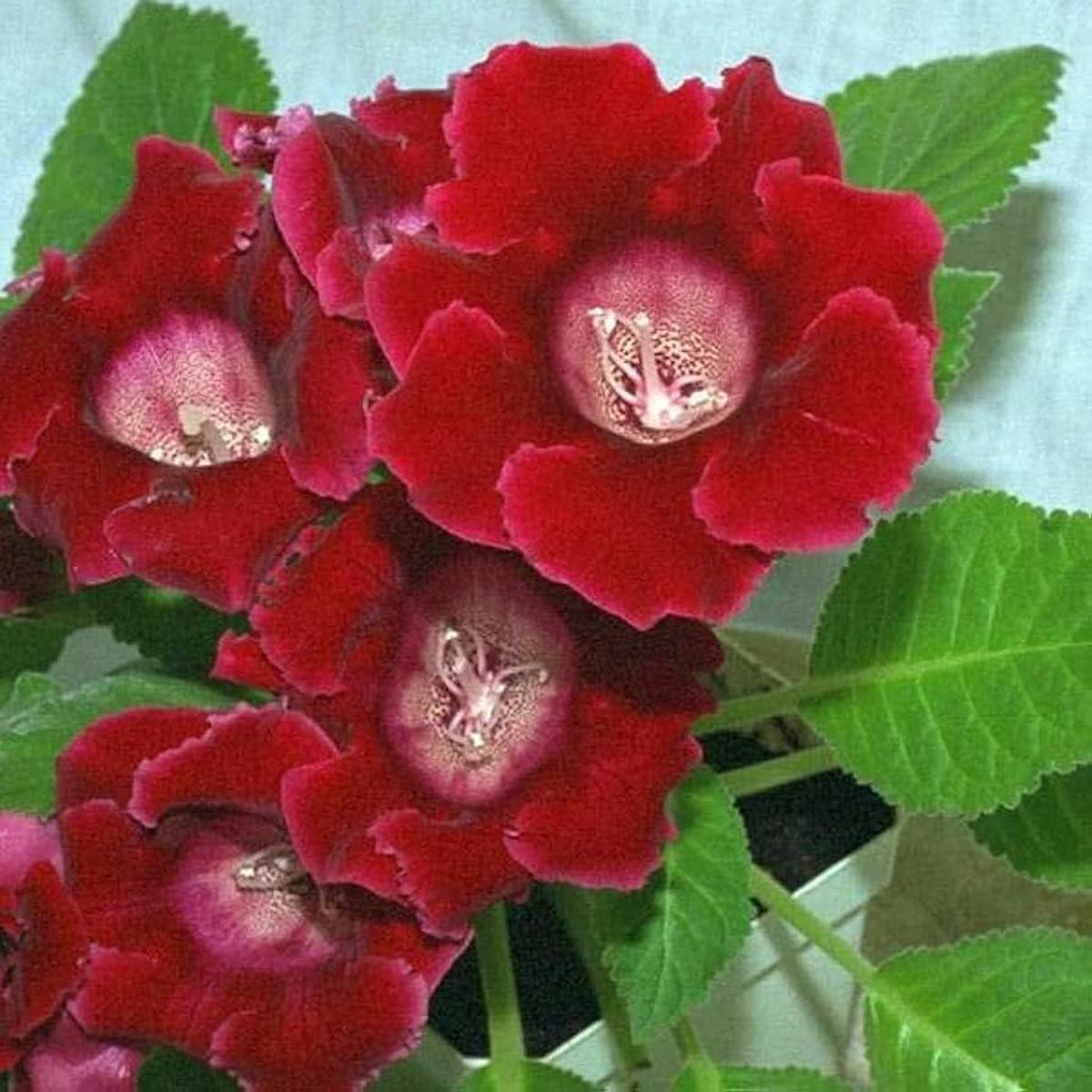 Geranium Flower Seeds for Planting Green  Sun Loving, Heirloom & Non-GMO, High Germination Organic Garden Seeds