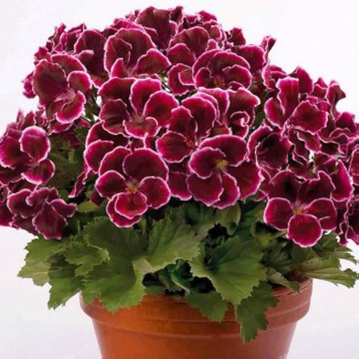 Geranium Flower seeds for Planting - Shade Tolerant, Heirloom & GMO Free Seeds for Home Garden Sa