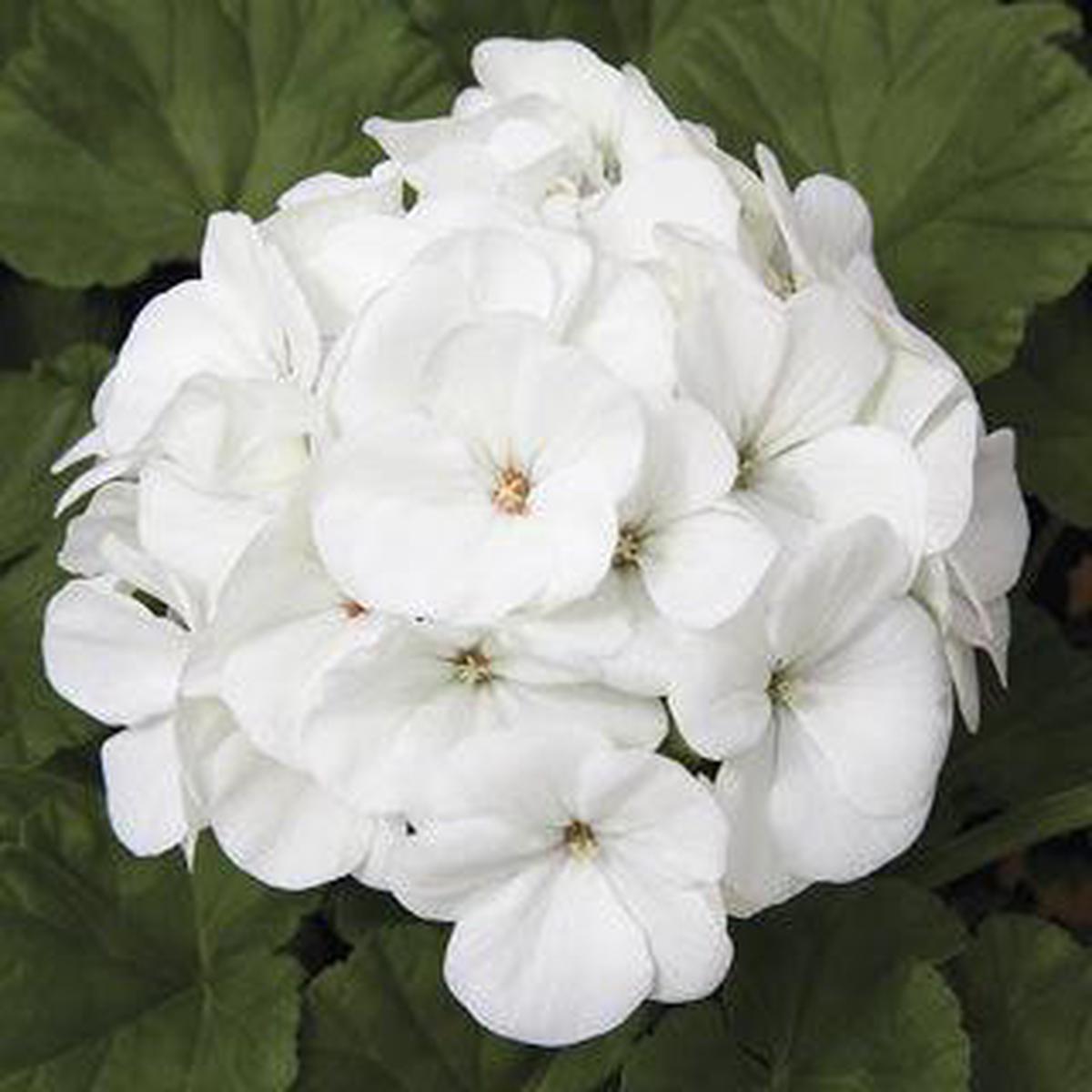 Geranium Maverick White Picotee Flower Seeds for Planting Heirloom & Non-GMO Seeds