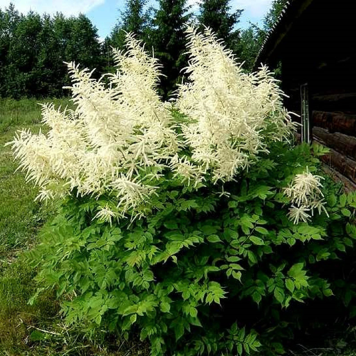 Goats Beard Aruncus dioicus Showy Plumes seeds Shipping  Heirloom, Non-GMO, High Germination Organic Garden Seeds