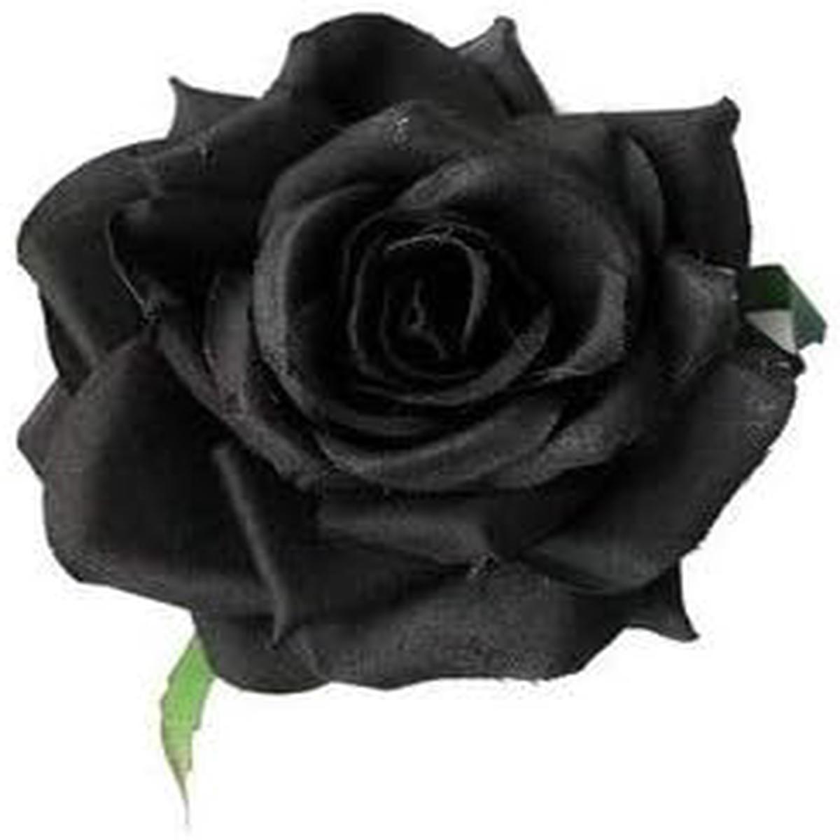 Gray Rare Rose Seeds for Planting  Heirloom, Organic, Non-GMO, High Germination Garden Flower Seeds
