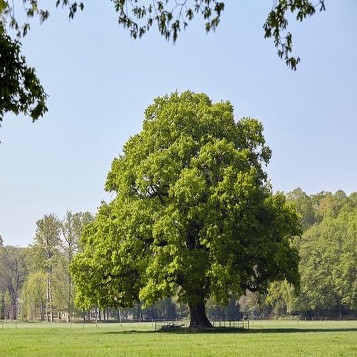 Green Oak Tree