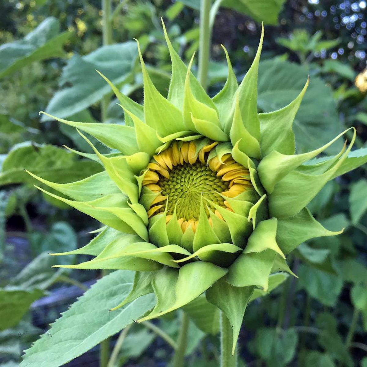Green Sunflower Seeds for Planting  Heirloom Non-GMO, High Germination Organic Garden Seeds