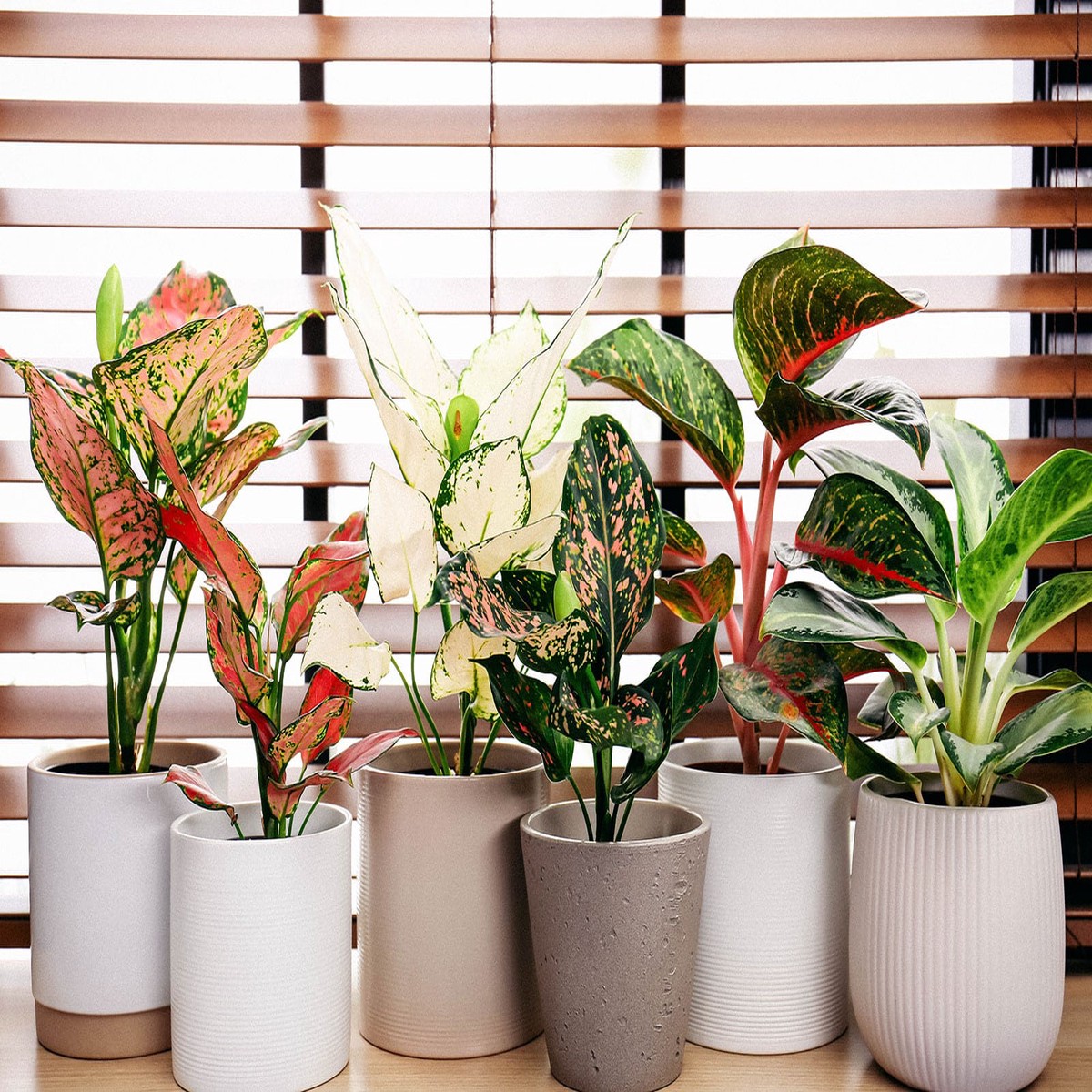 Heirloom Aglaonema White Mix Plant Seeds - Non-GMO, High Germination Organic Ornamental Garden Seeds for Planting