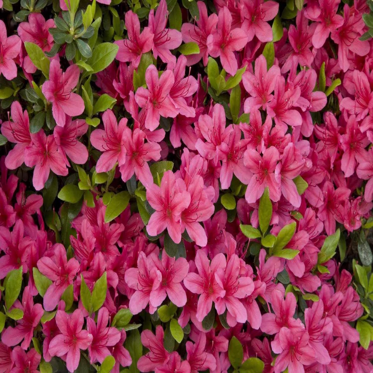Heirloom Non-GMO Azalea Flower Seeds for Planting  Colorful Ornamental Shrub Seeds, High Germination