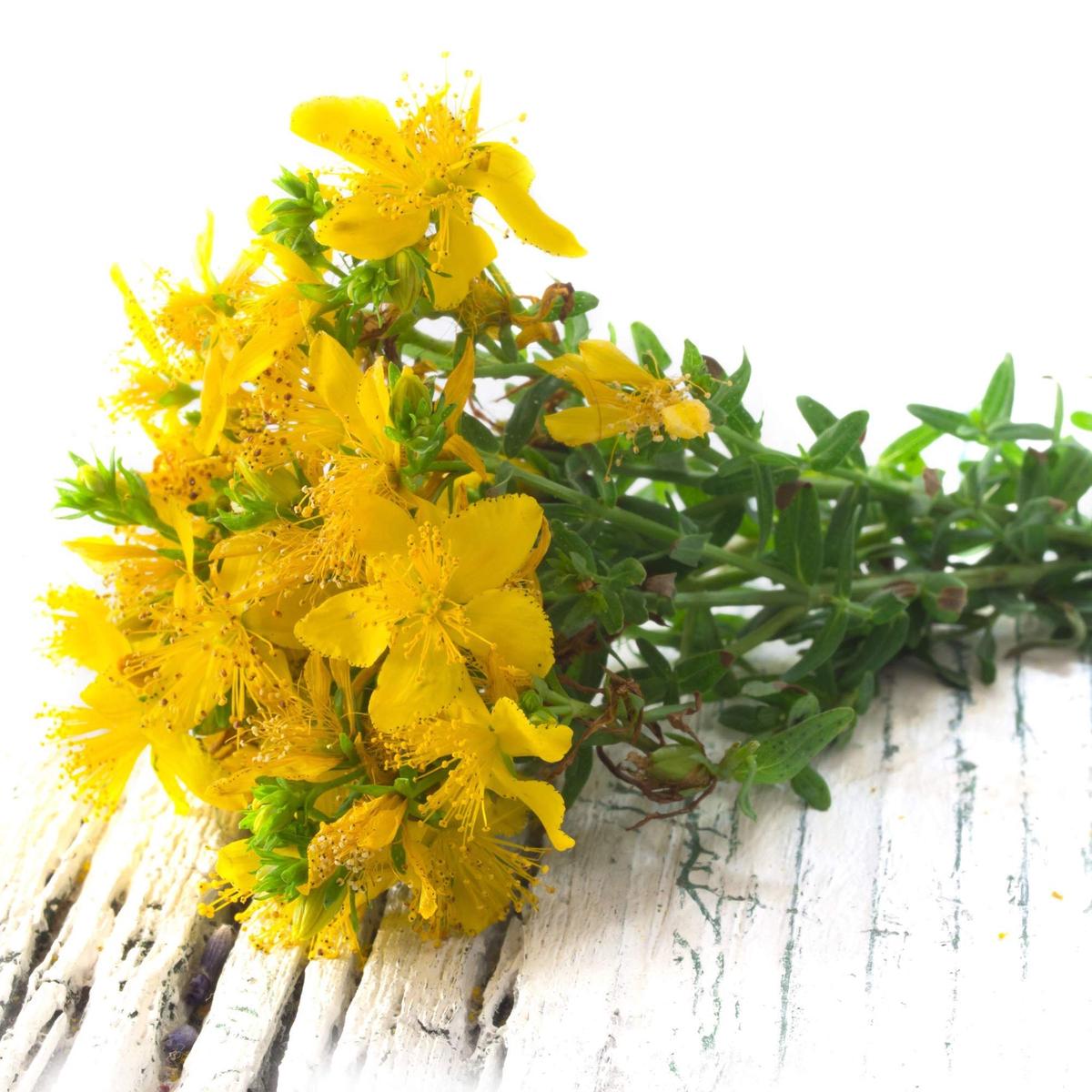Heirloom Non-GMO Hypericum Flower Seeds for Planting  Medicinal Ornamental Garden Seeds