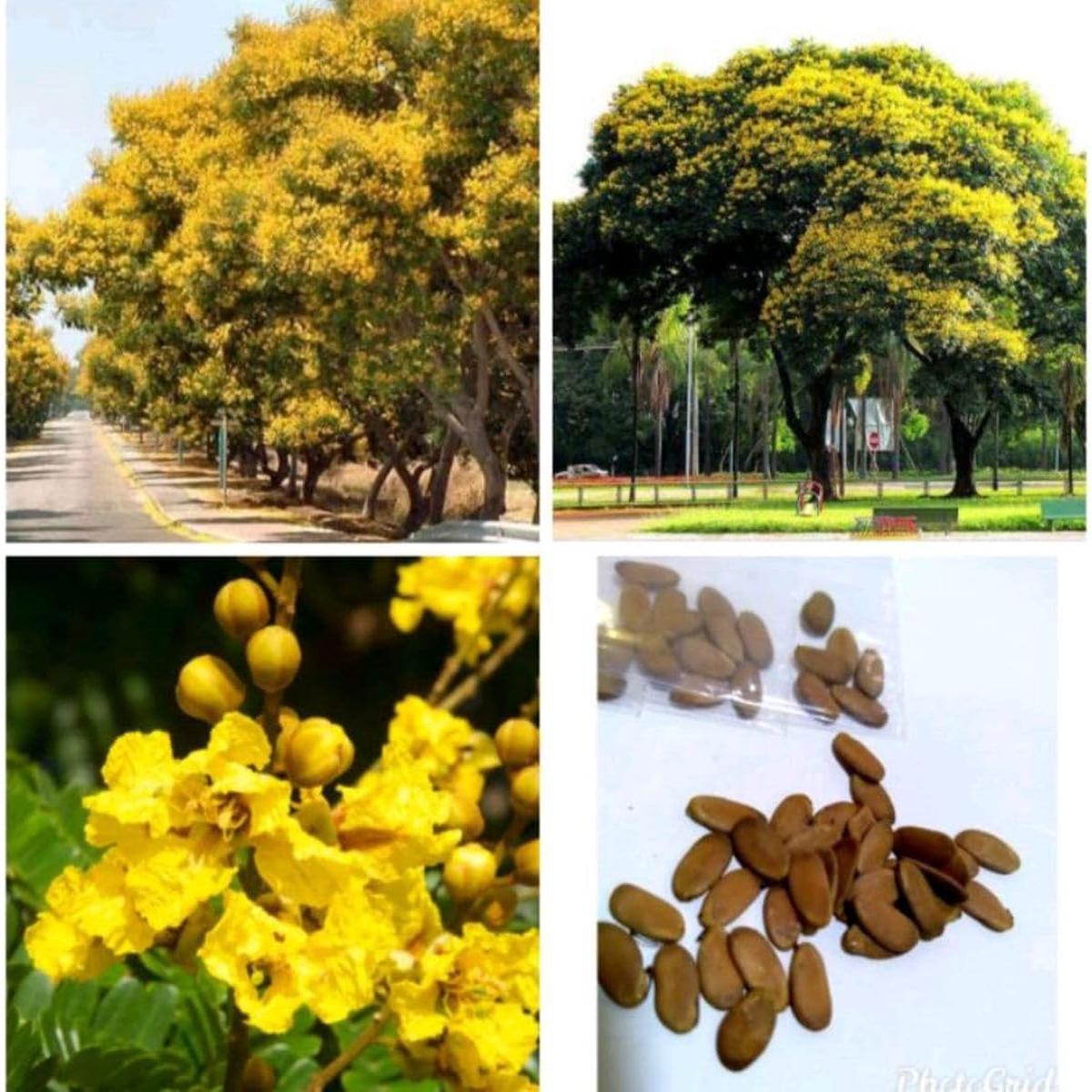 Heirloom Non-GMO Peltophorum Flower Seeds for Planting  Yellow Flame Tree Seeds for Garden Landscaping