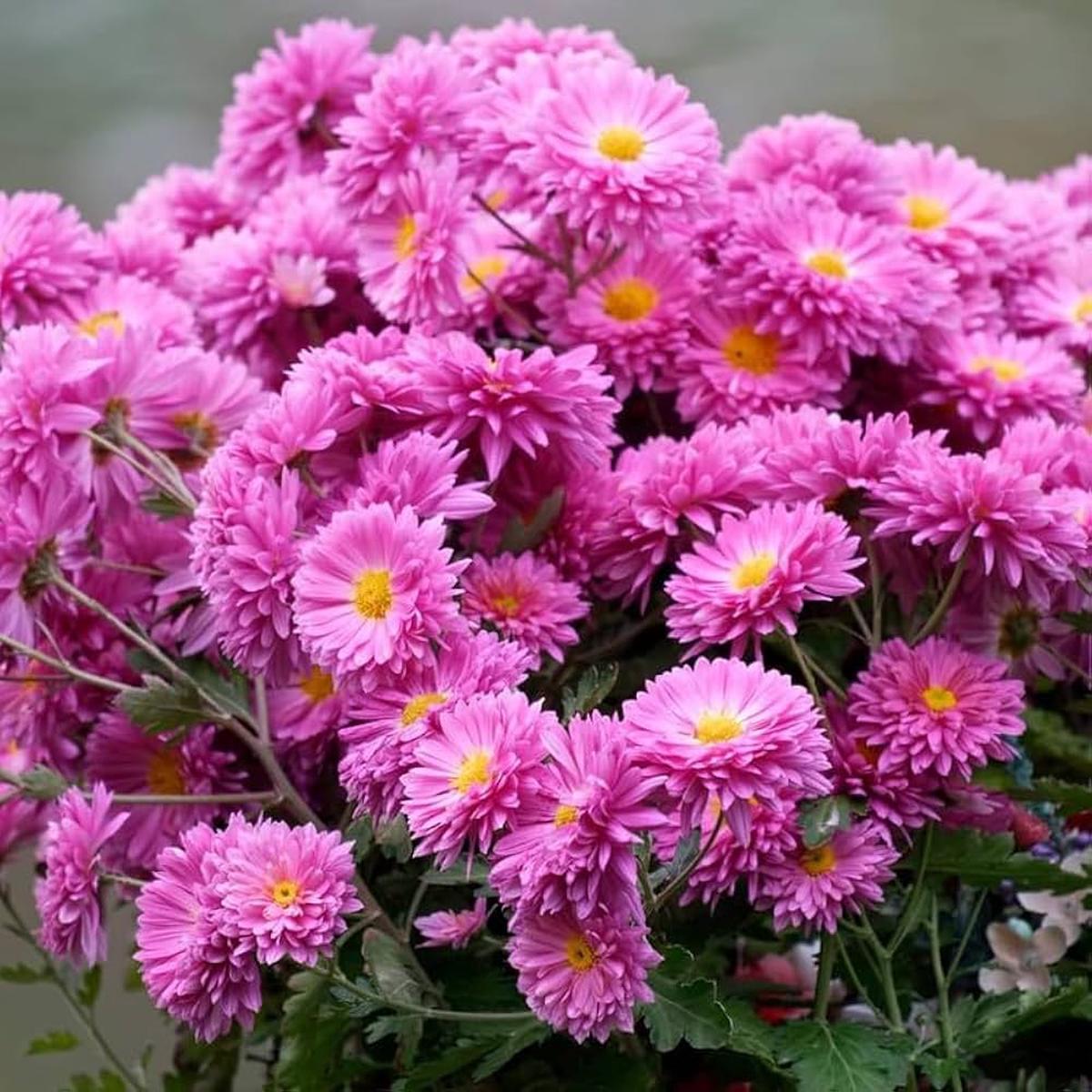 Heirloom Non-GMO Red Hypoestes Plant Seeds for Colorful Foliage and Indoor Garden Decor