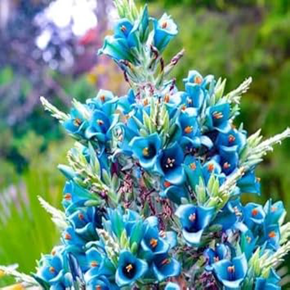 Heirloom Non-GMO Sky Blue Puya Santosii Flower Seeds for Garden Planting | High Germination Organic Garden Seeds
