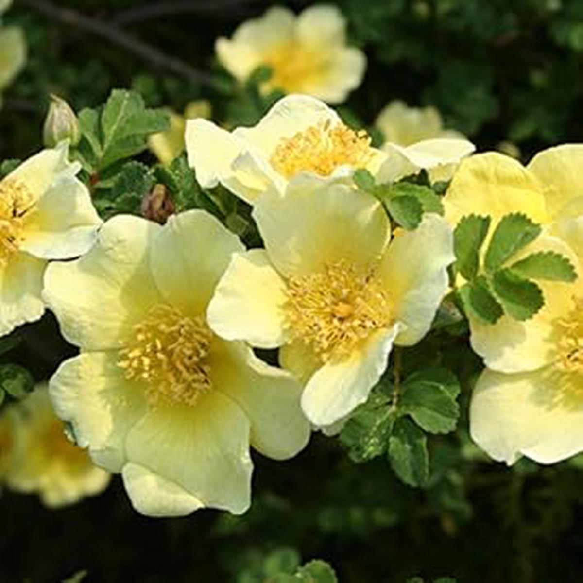 Heirloom Non-GMO Yellow Xanthina Flower Seeds for Planting Bright Summer Blooms for Garden Landscapes