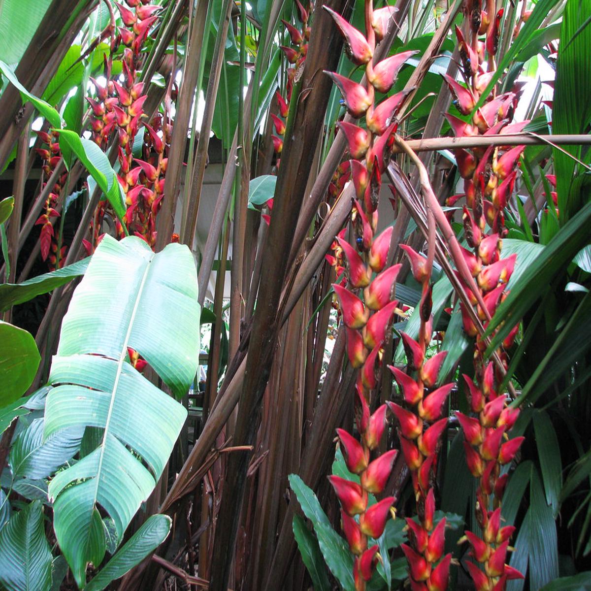 Heliconia Pogonantha Plant Seeds for Planting | Heirloom Non-GMO High Germination Organic Garden Seeds