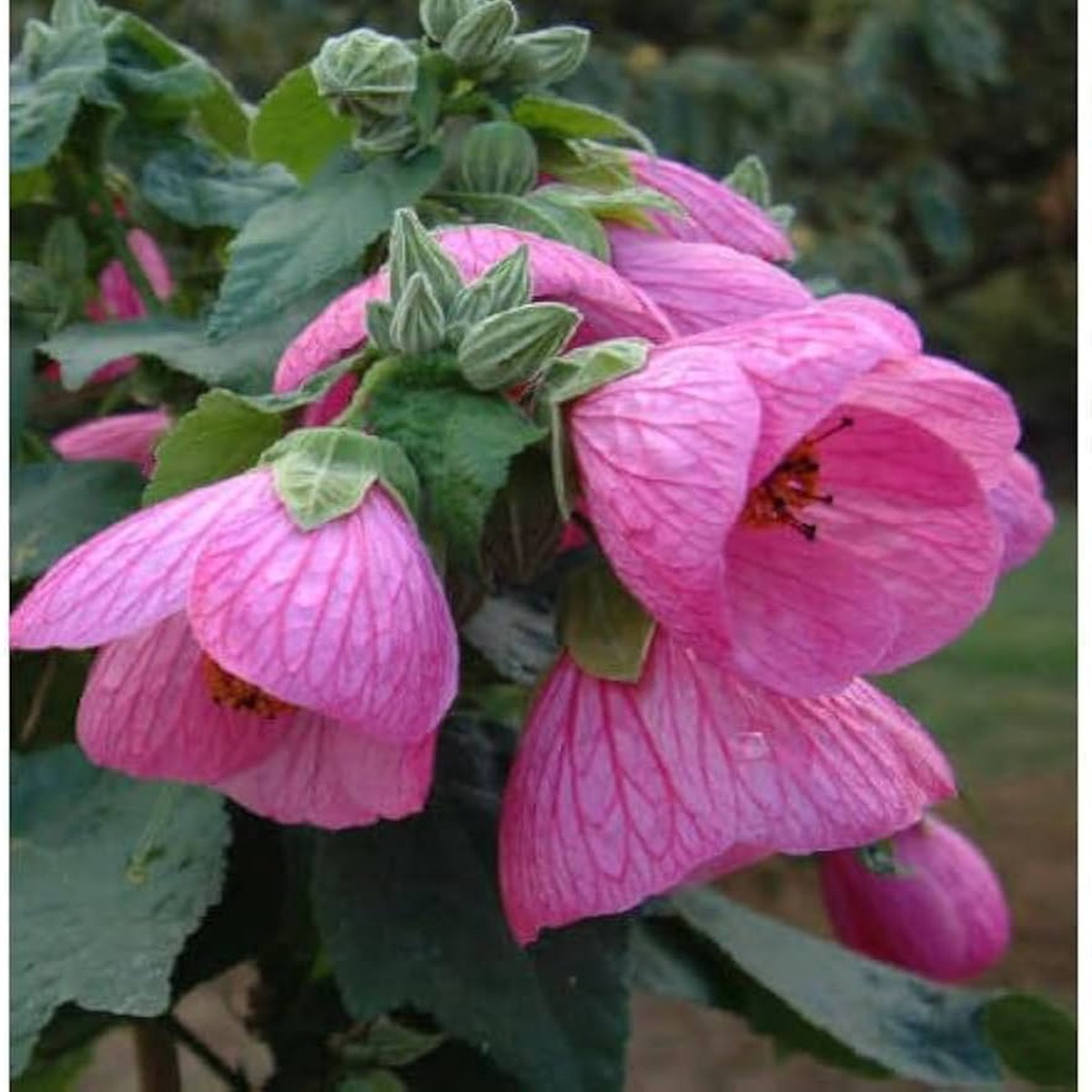 Hibiscus Pink Lantern Haven Flowering Seeds For Planting