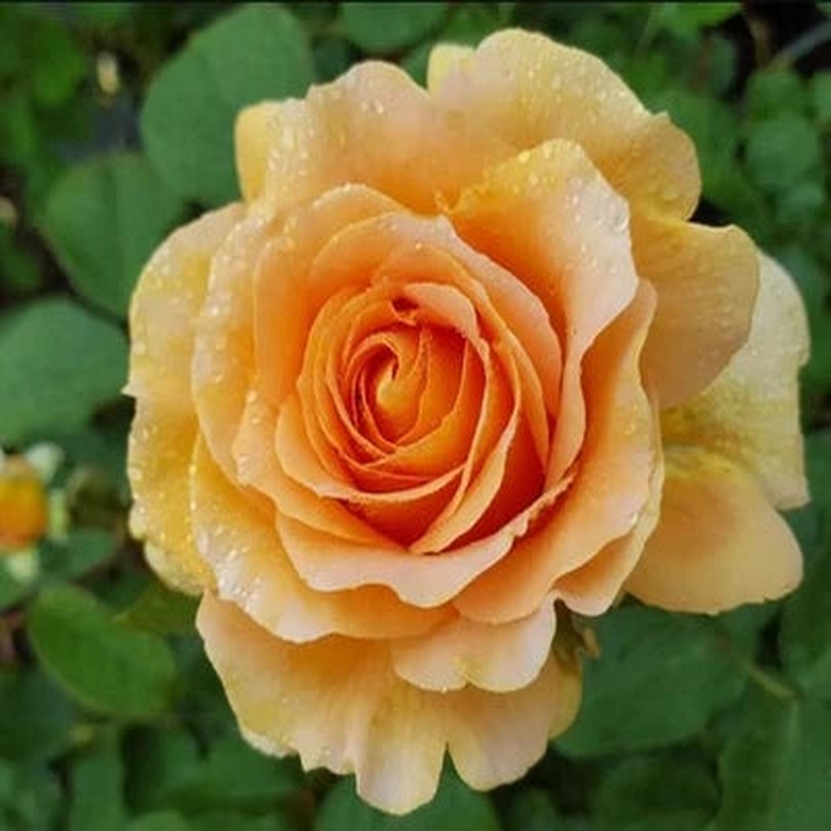Honey Perfume Floribunda Rose Seeds for Planting - Pack - Rose Flower Gardening  Heirloom, Non-GMO