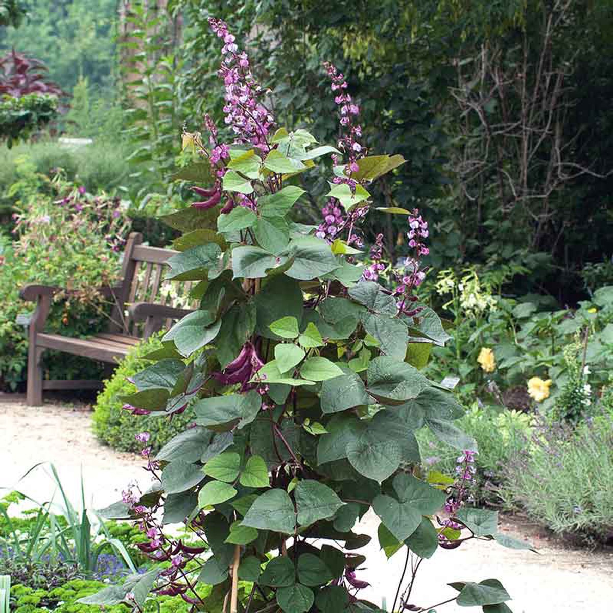 Hyacinth Bean Seeds
