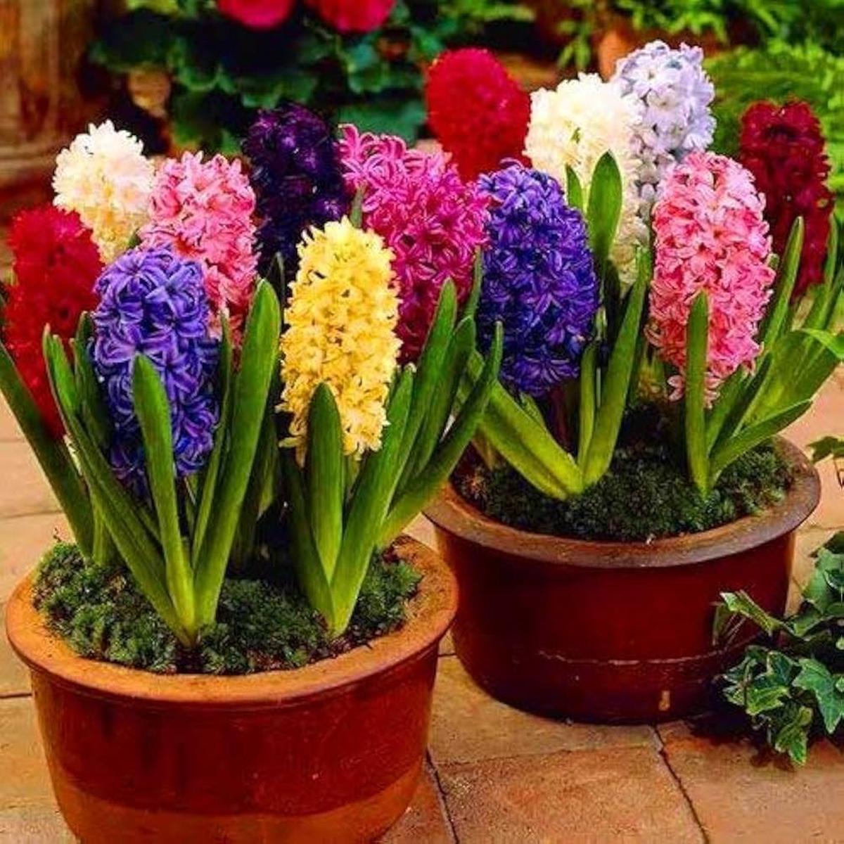Hyacinth Flowering Plant Seeds for Balcony Gardening, Colors Available, Seeds per Pack
