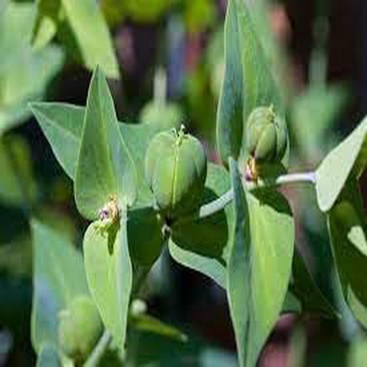 Lathyris Flower seeds for Planting - Compact Growth, Heirloom & GMO Free Seeds for Home Garden