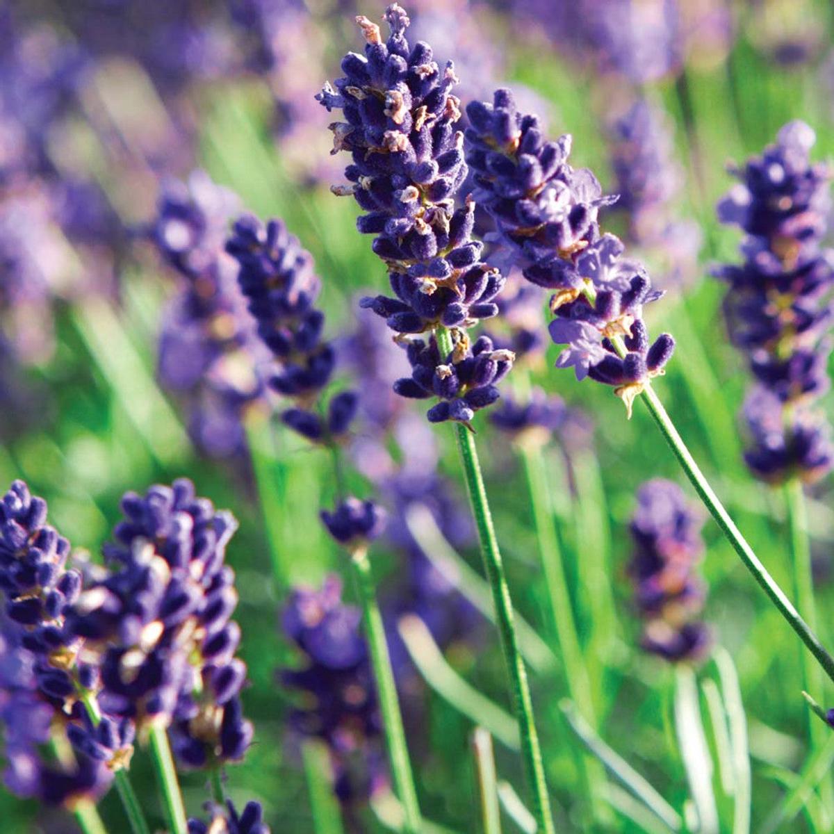Lavandula angustifolia (English Lavender) Flower Seeds for Planting  Heirloom, Non-GMO, Drought-Tolerant, Perennial