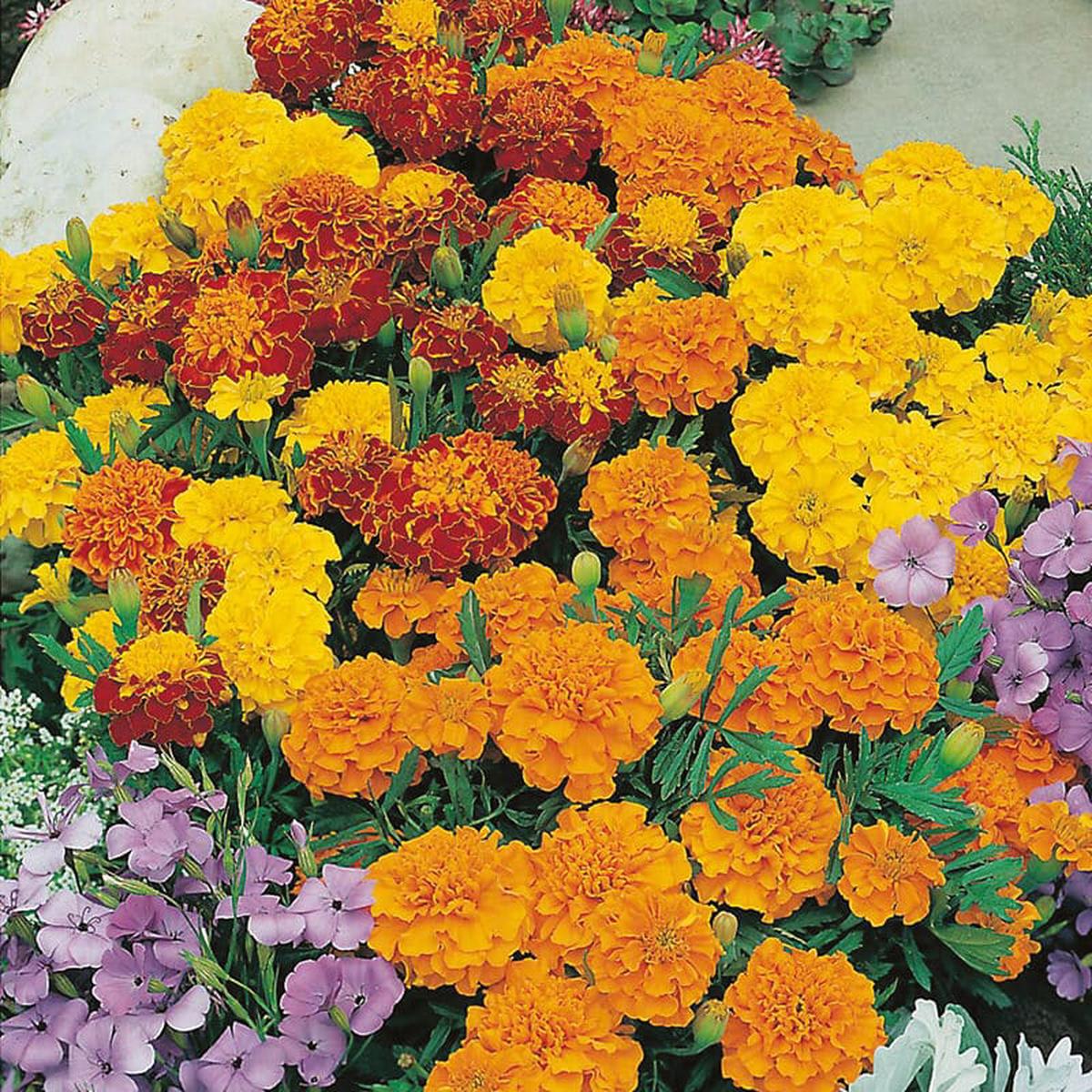Marigold (French) Bonita Mixed Flower Seeds
