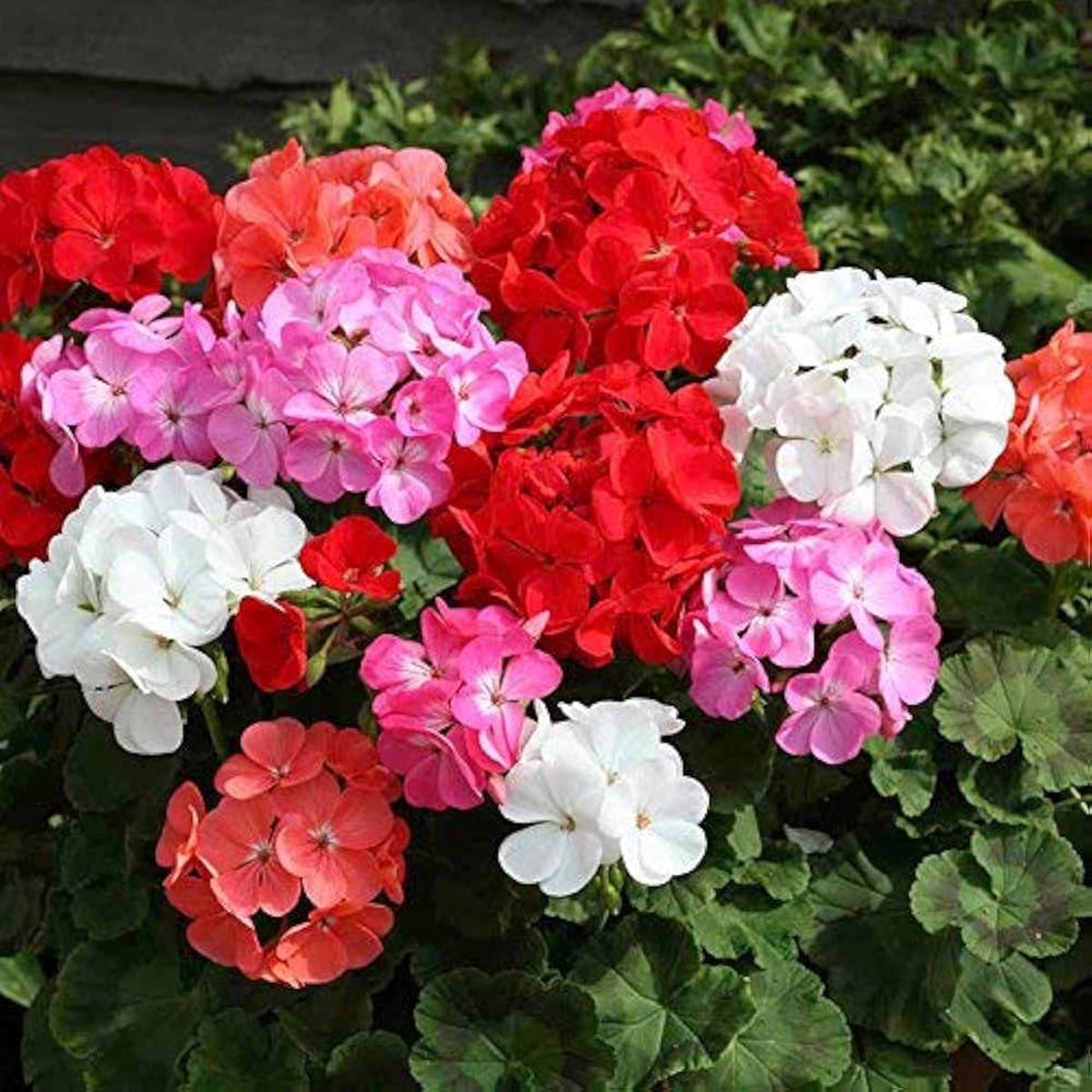 Mixed Geranium Flower Seeds for Planting - Heirloom & Non-GMO Seeds