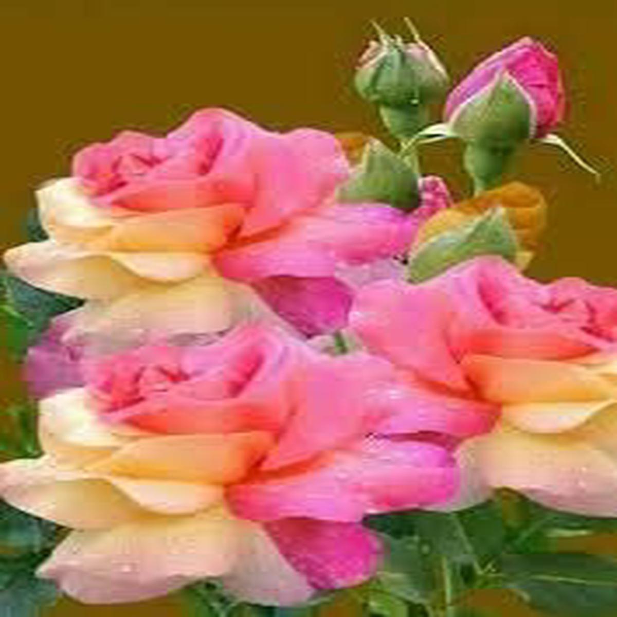 Mixed German Rose Heirloom Non-GMO Seeds for Planting High Germination Organic Garden Seeds