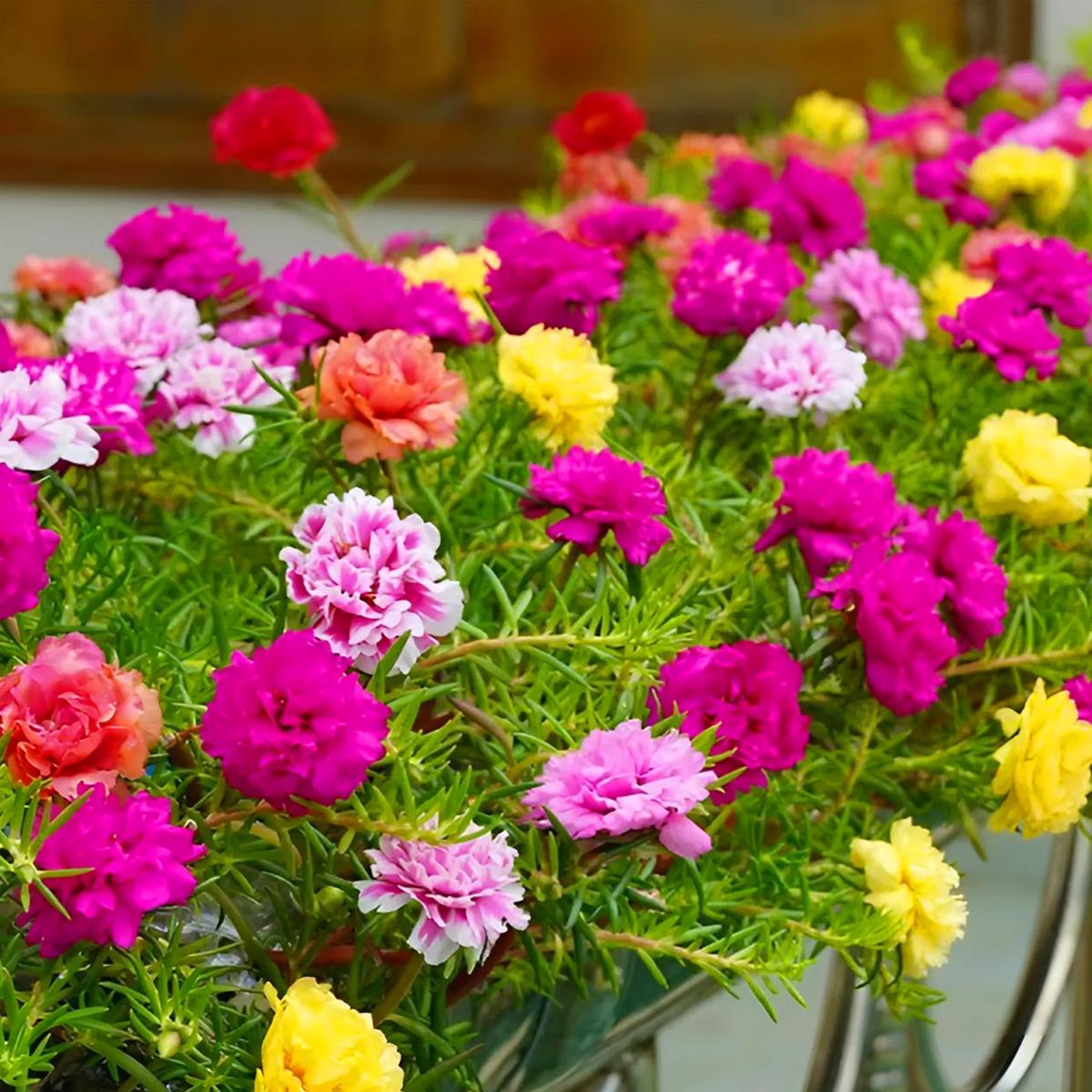 Mixed Mexican-Rose Heirloom Flower Seeds for Planting  Non-GMO, High Germination Organic Garden Seeds