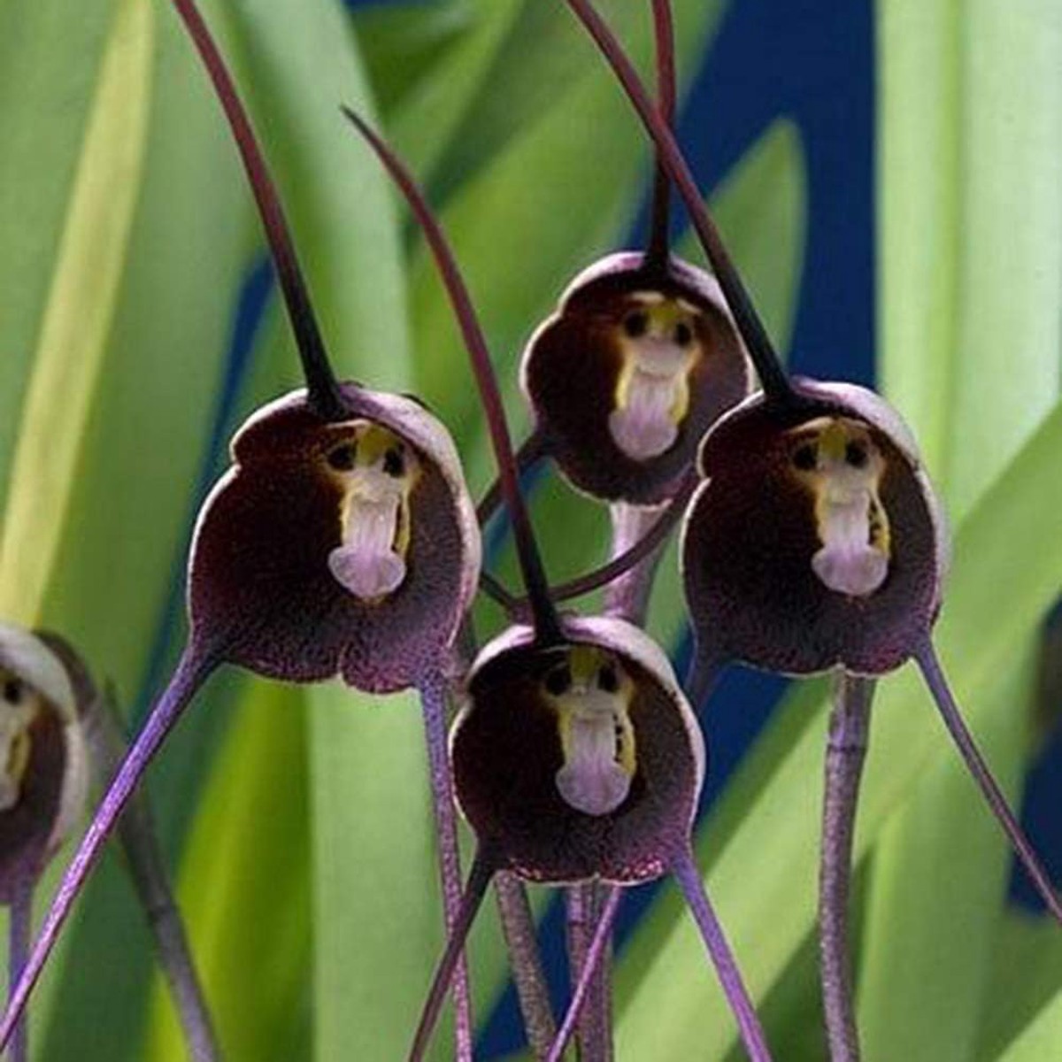 Monkey Face Violet Flower Seeds for Planting Rare & Fun Blooms with Unique Petal Patterns