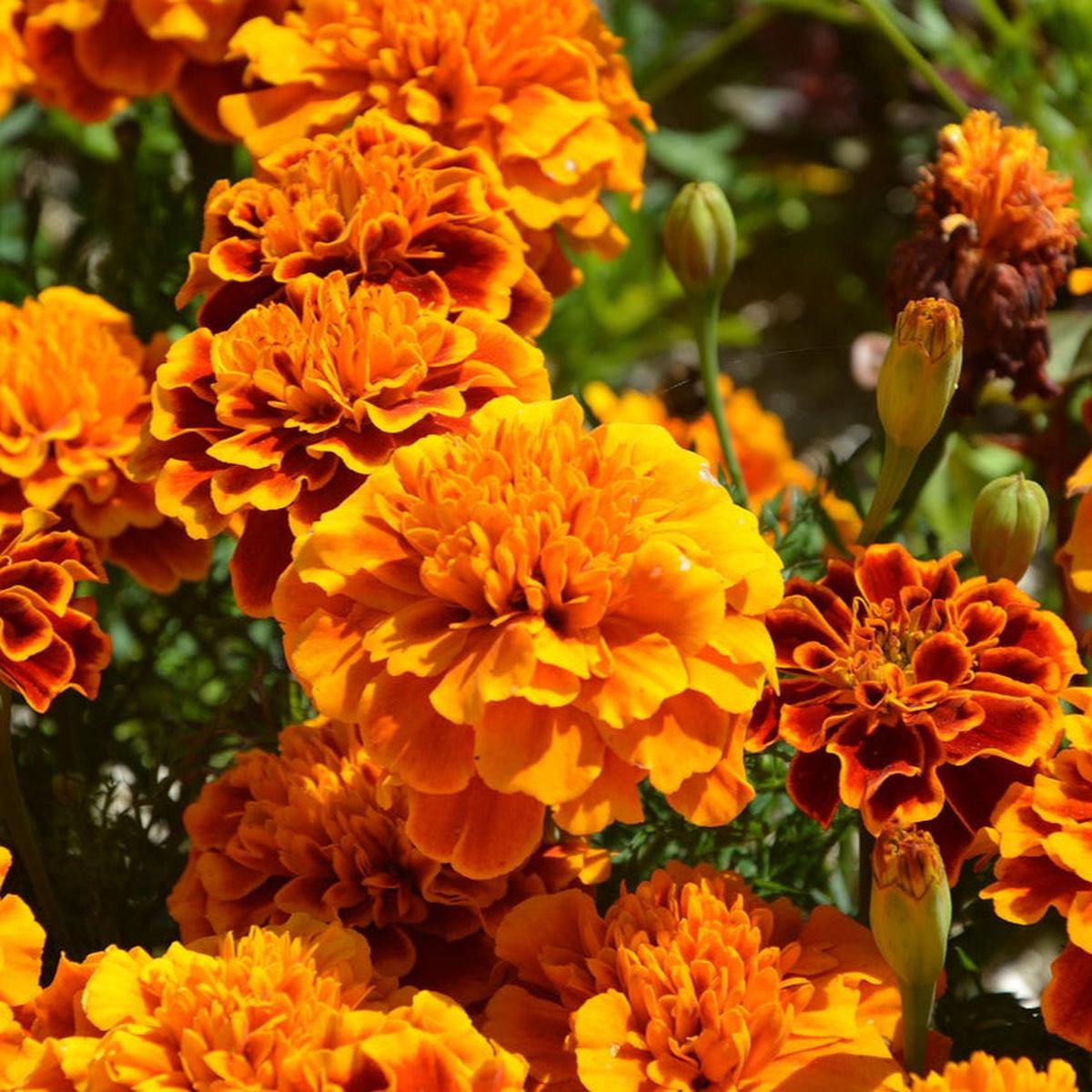 Orange Carnations Flower seeds for Planting - Shade Tolerant, Heirloom & GMO Free Seeds for Home Garden