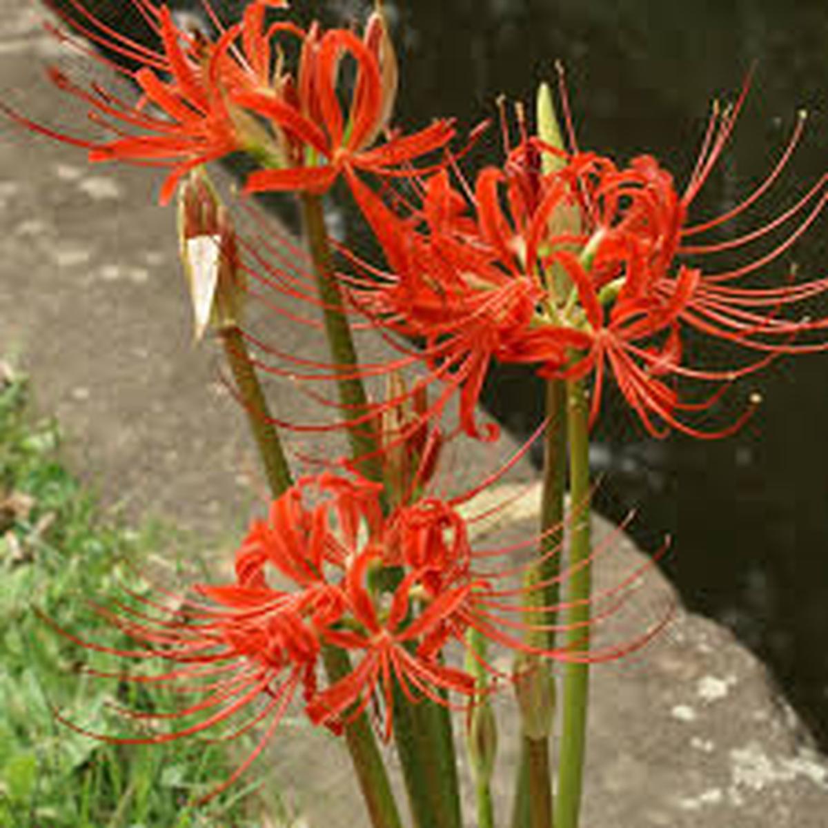 Orange Higanbana Flower Seeds for Planting Heirloom, Non-GMO, Seasonal Bloomer, High Germination