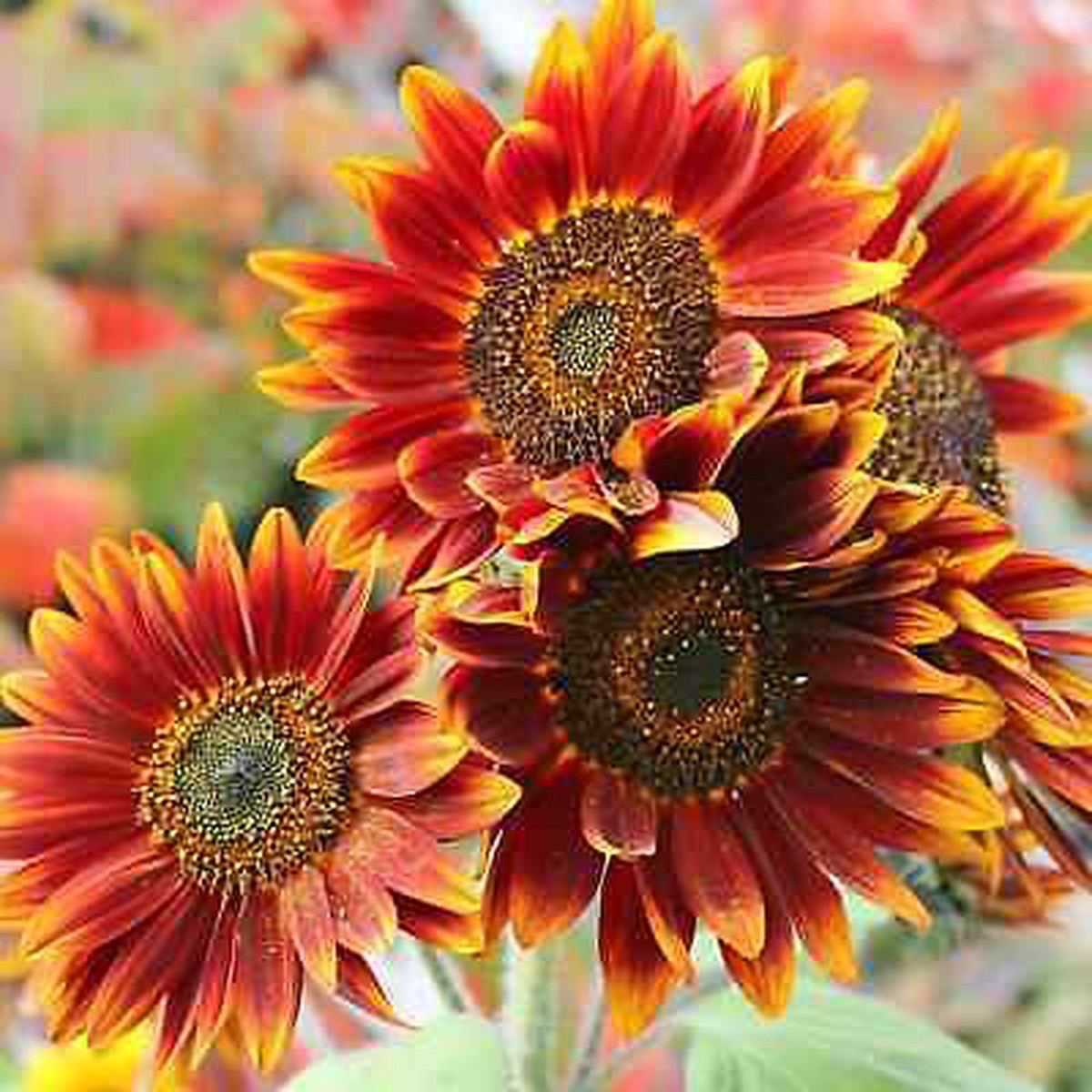 Orange Red SunFlower seeds for Planting - Fragrant Blossoms, Heirloom & GMO Free Seeds for Home Garden