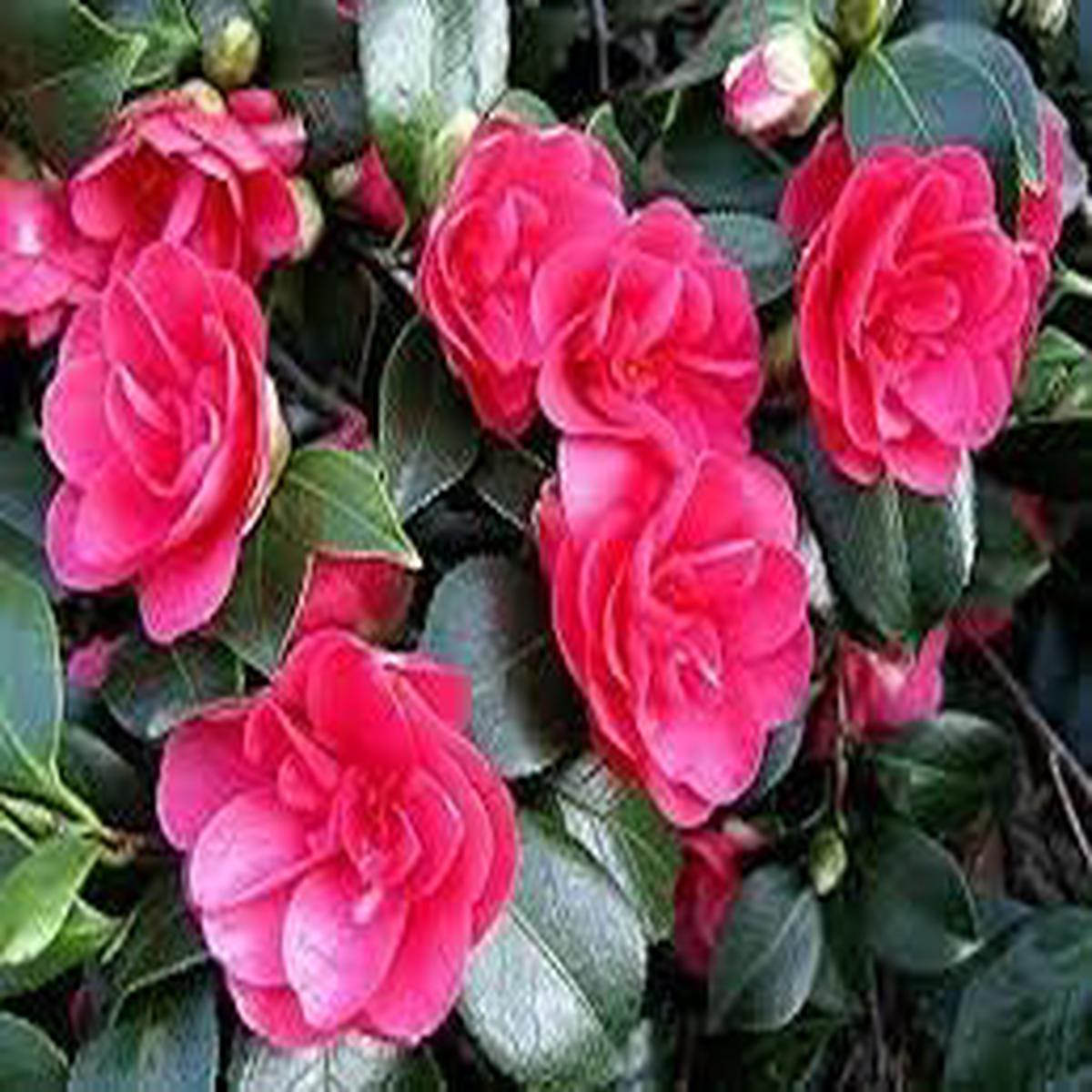 Organic Heirloom Pink Camellia Flores Flower Seeds for Planting  Non-GMO High Germination Garden Seeds