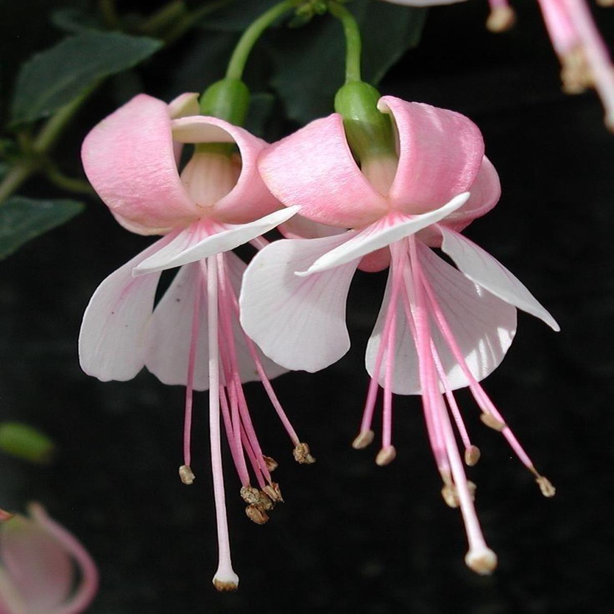 Pale Pink Fuchsia Flower Seeds for Planting  Heirloom, Non-GMO Wildflower Mix for Home Garden
