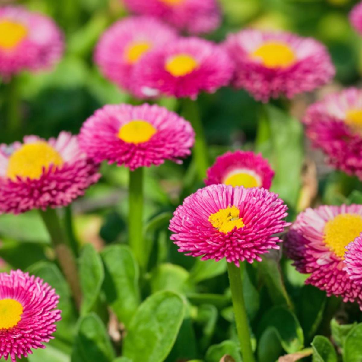 Pink Bellis Flower Seeds for Planting Heirloom, Non-GMO, Premium Organic Garden Seeds
