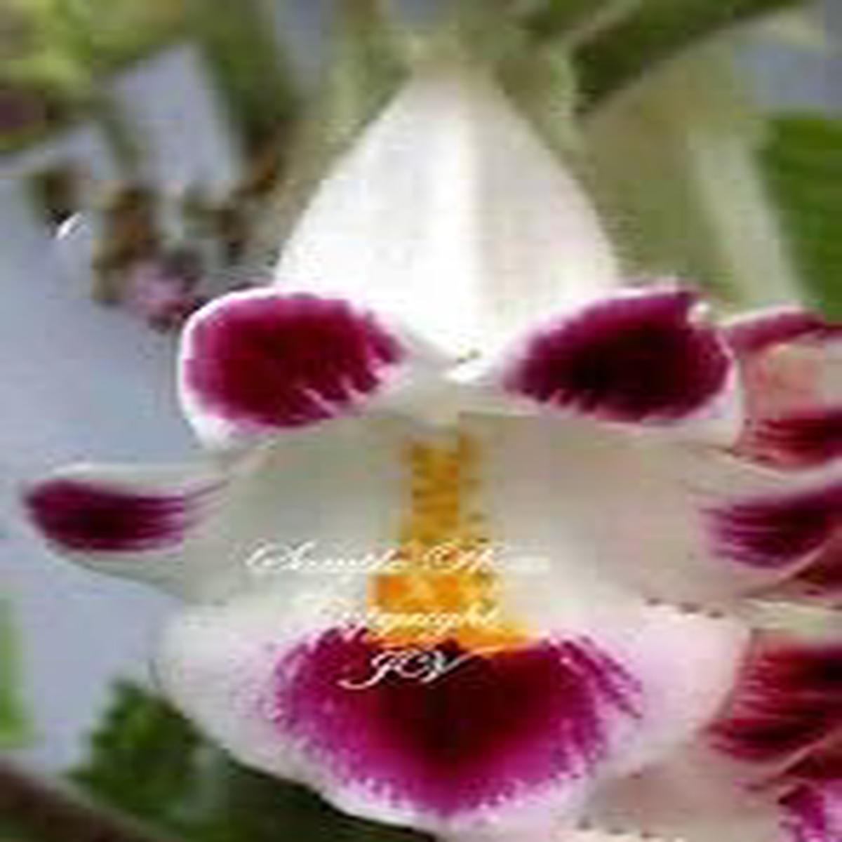 Pink Martynia Flower seeds for Planting - Shade Tolerant, Heirloom & GMO Free Seeds for Home Garden