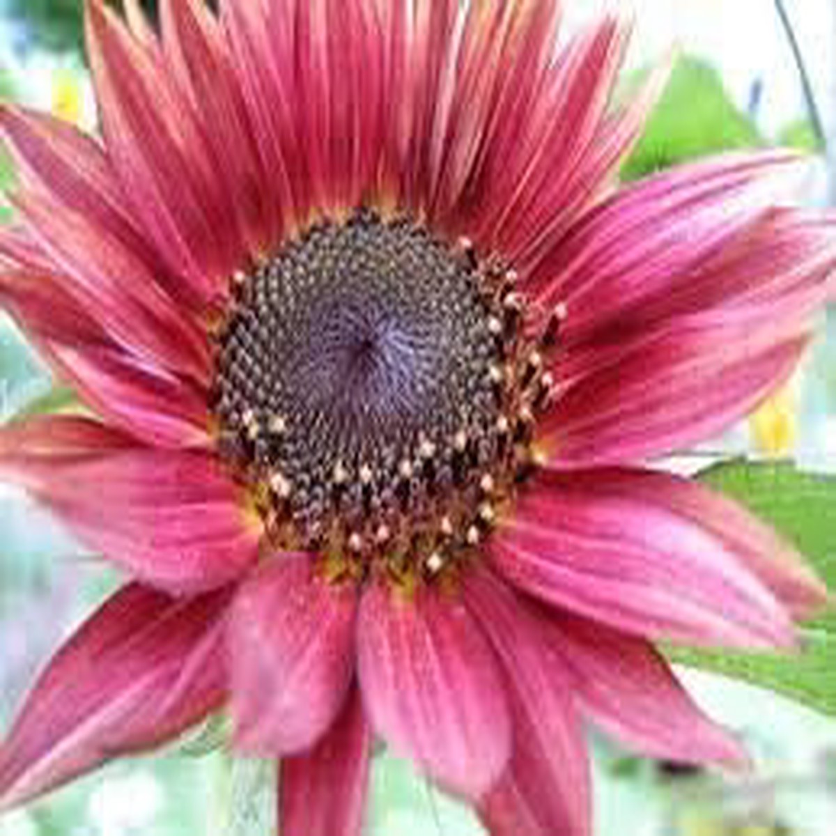 Pink Mini Sunflower Seeds for Planting  Heirloom, Non-GMO, High Germination Organic Garden Seeds