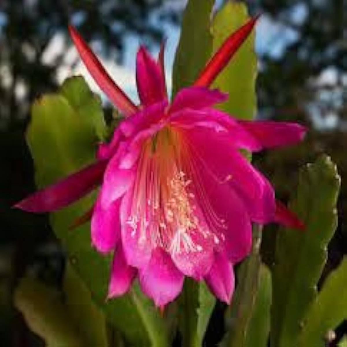 Pink Night Queen Flower Seeds for Planting Heirloom, Non-GMO, High Germination Organic Garden Seeds