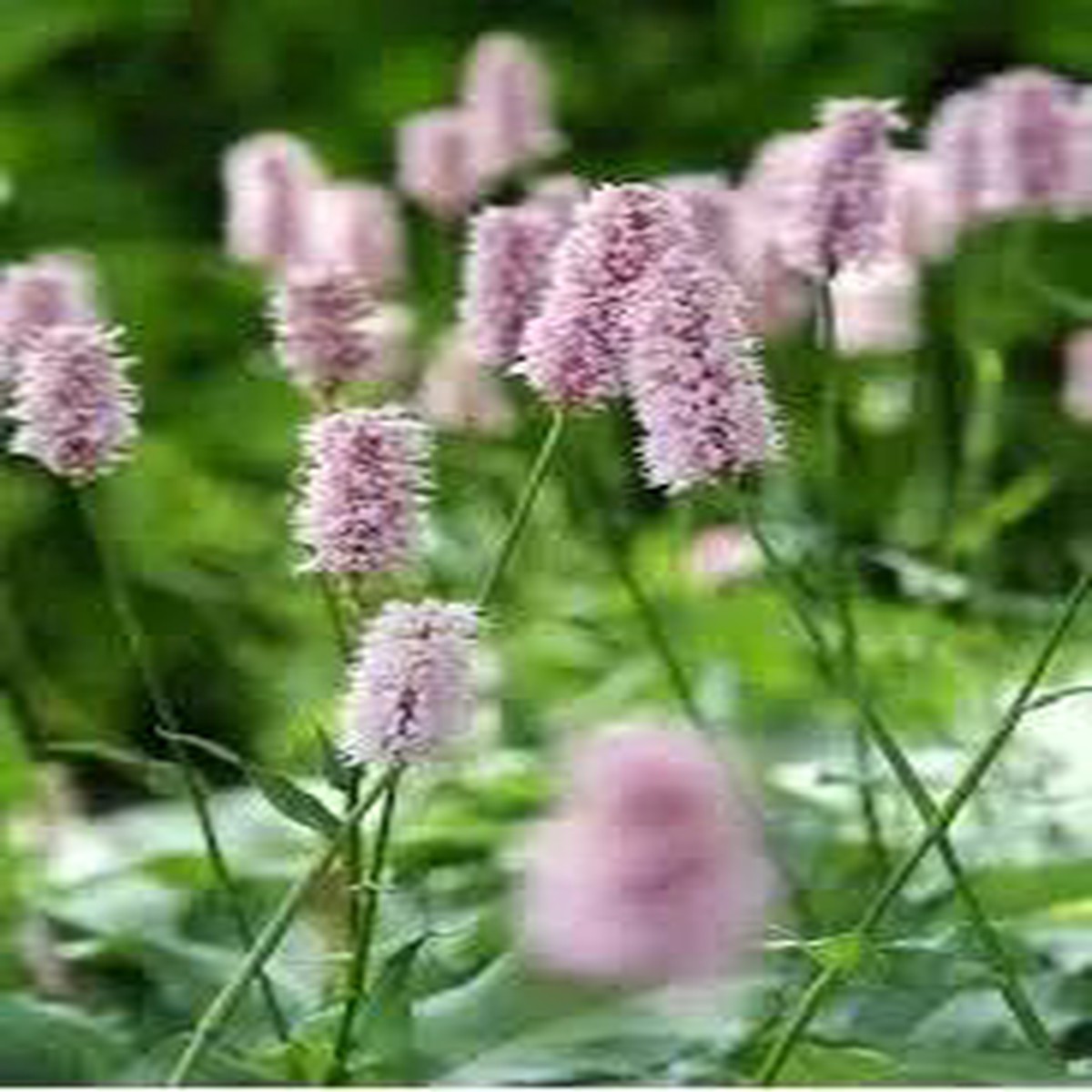 Pink Polygonum Bistorta Plant For Planting Non Gmo Flower Seeds for Home Garden Planting, Premium