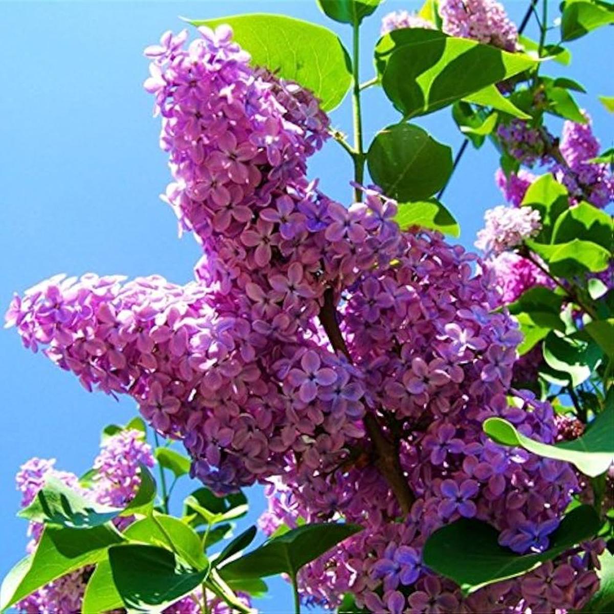 Purple Fragrant Flower seeds for Planting - Compact Growth, Heirloom & GMO Free Seeds for Home Garden