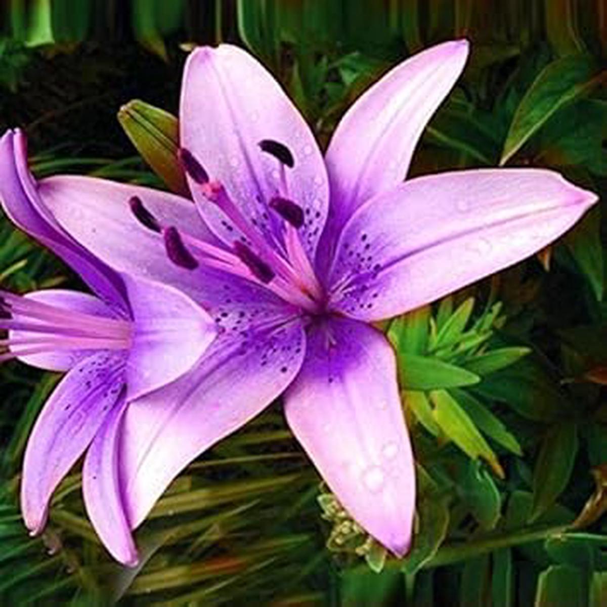 Purple Lilium Brownii Flower seeds for Planting - Hardy Variety, Heirloom & GMO Free Seeds for Home Garden
