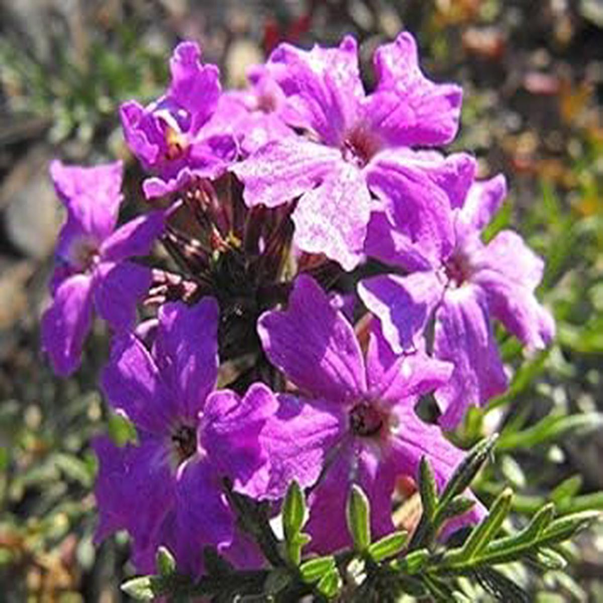 Purple Moss Verbena Flower Seeds for Planting  Heirloom, Non-GMO, Organic