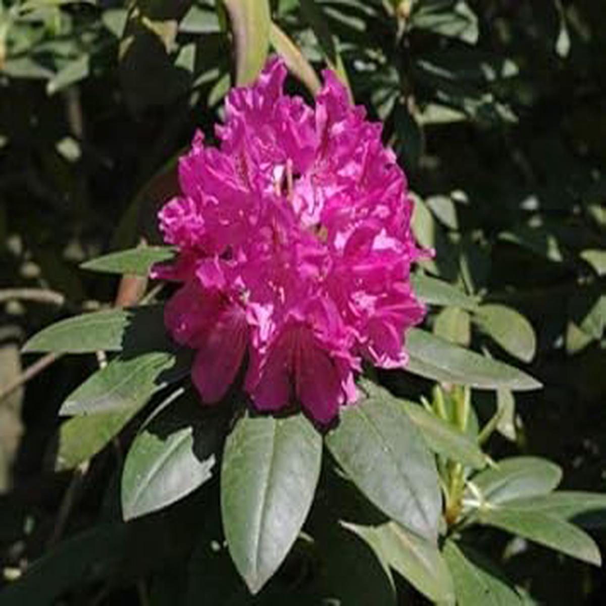 Purple Rhododendron Flower seeds for Planting - Garden Favorite, Heirloom & GMO Free Seeds for Home Garden
