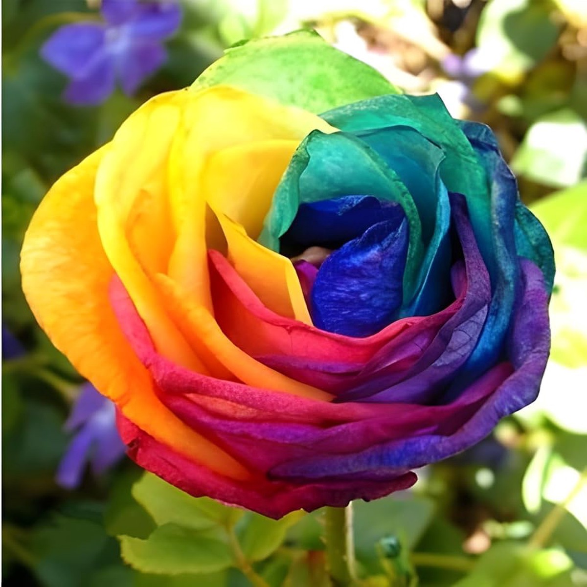 Rainbow Rose Rosa Chinensis Mixed Colors For Planting In Flower Bed Or Garden Border Flower Seeds