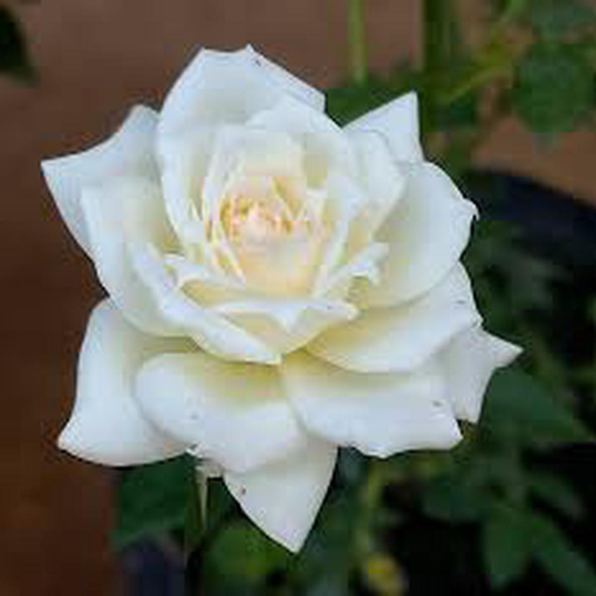 Rarest White Knight Rose Flower Seeds for Planting Premium Quality Ideal for Your Garden Heirloom & GMO Free Seeds for Home Garden Sale