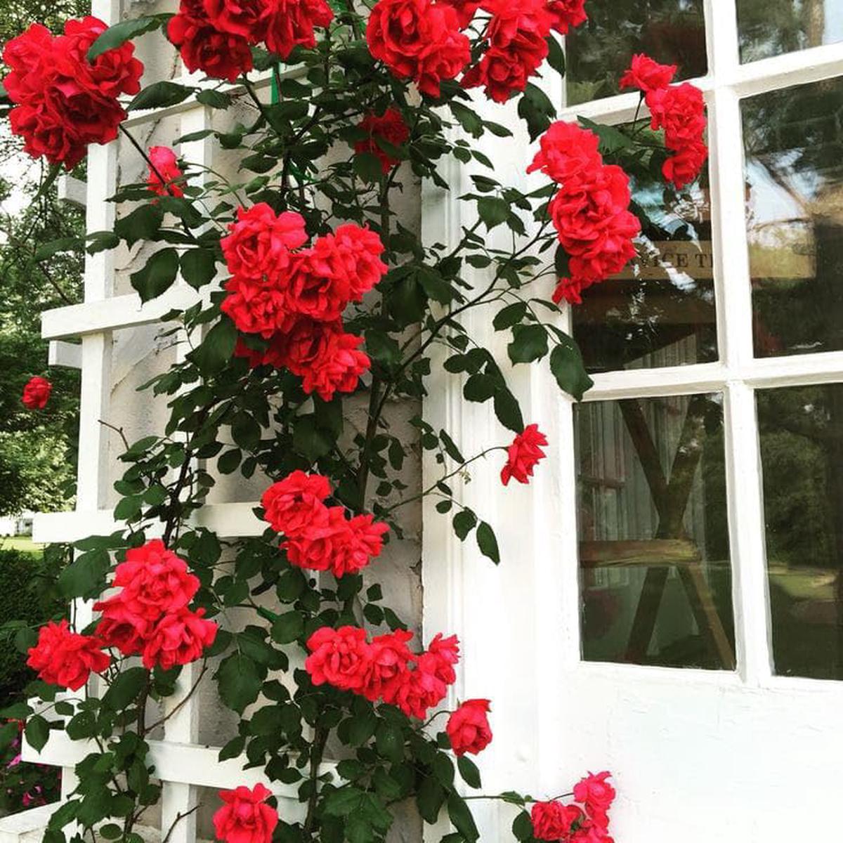 Red Climbing Rose Planting Fairy Garden Fence Trellis Flower Seeds Home Garden Planting,