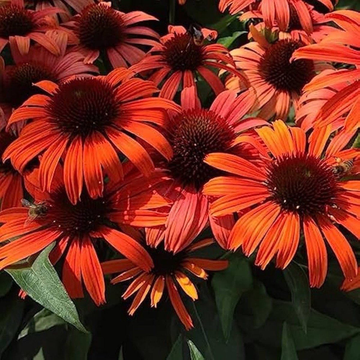 Red Coneflower Echinacea Purpurea Flower For Planting Perfect For Pollinator Gardens Medicinal