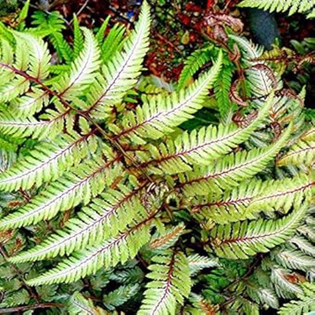 Red & Green Fern Heirloom Non-GMO Seeds for Planting | High Germination Organic Garden Seeds