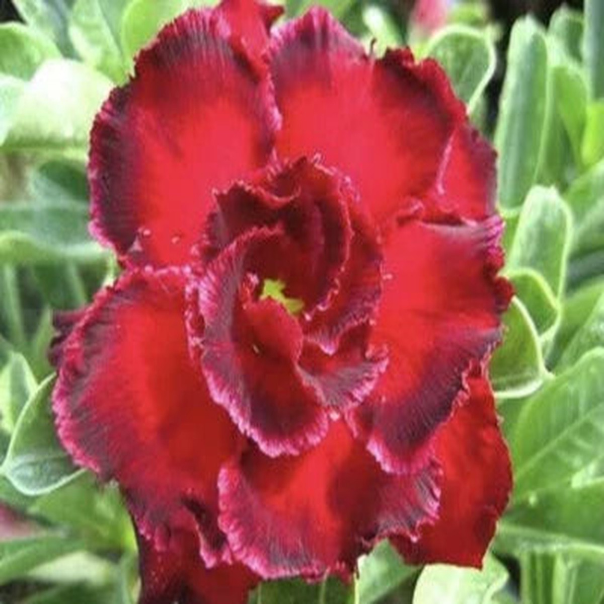 Red Rose Mary Desert Rose Planting Adenium Obesum Flower Perennial Exotic Heirloom Non Gmo