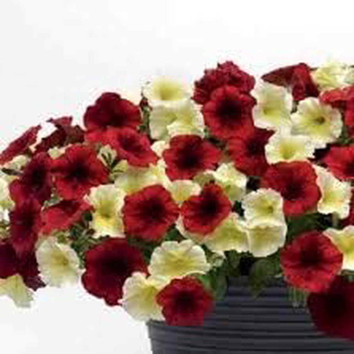 Red Yellow Petunia Flower Seeds for Planting Heirloom Non-GMO Organic Garden Seeds with High Germination Rate
