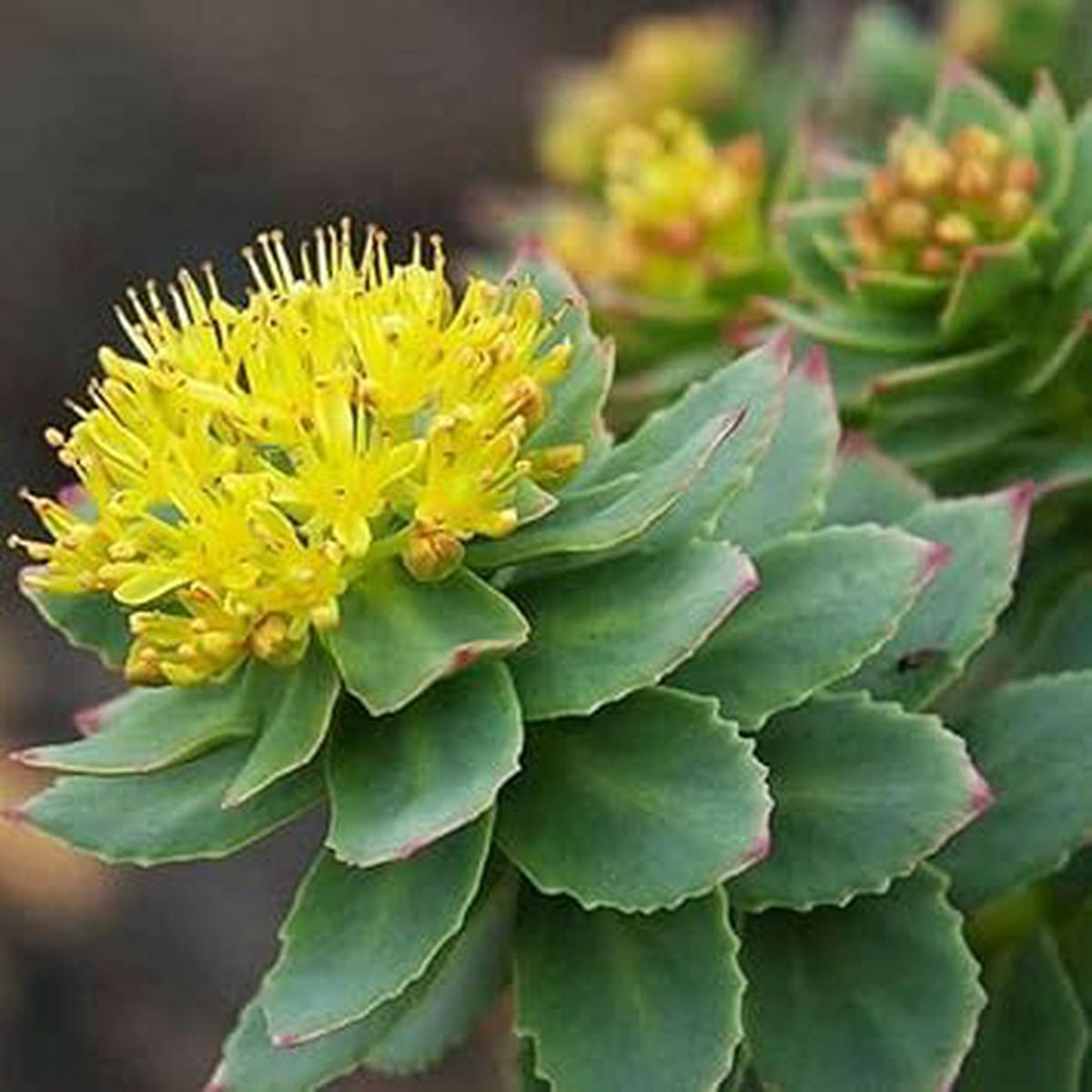 Rhodiola Rosea Flower Seeds for Planting Heirloom Non-GMO Medicinal Herb Organic Garden