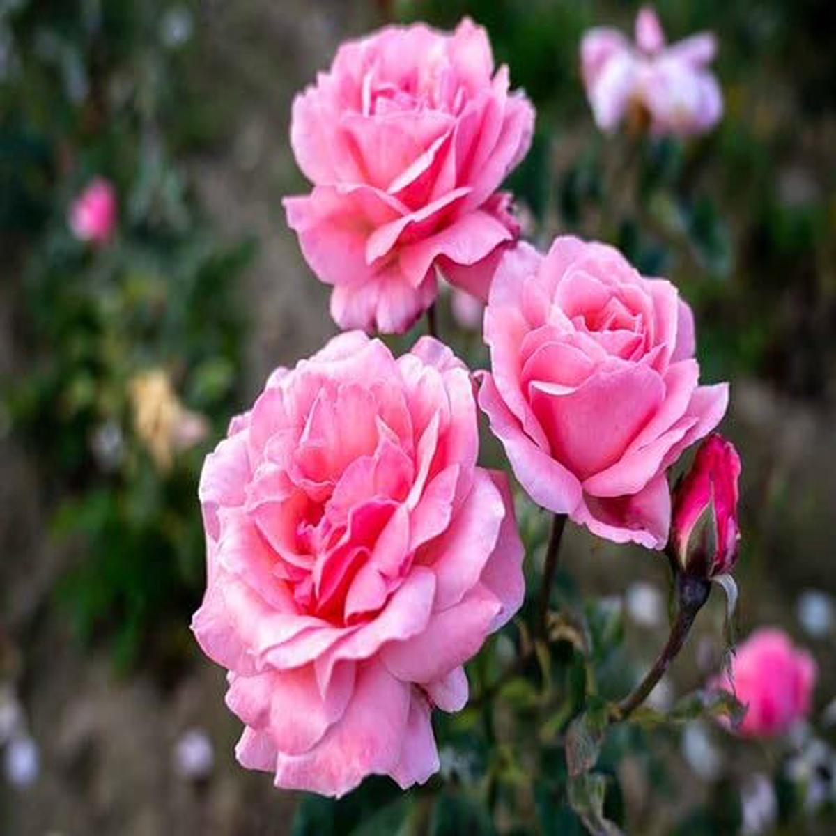 Rose Flower Pink - Heirloom, Non - Gmo Seeds