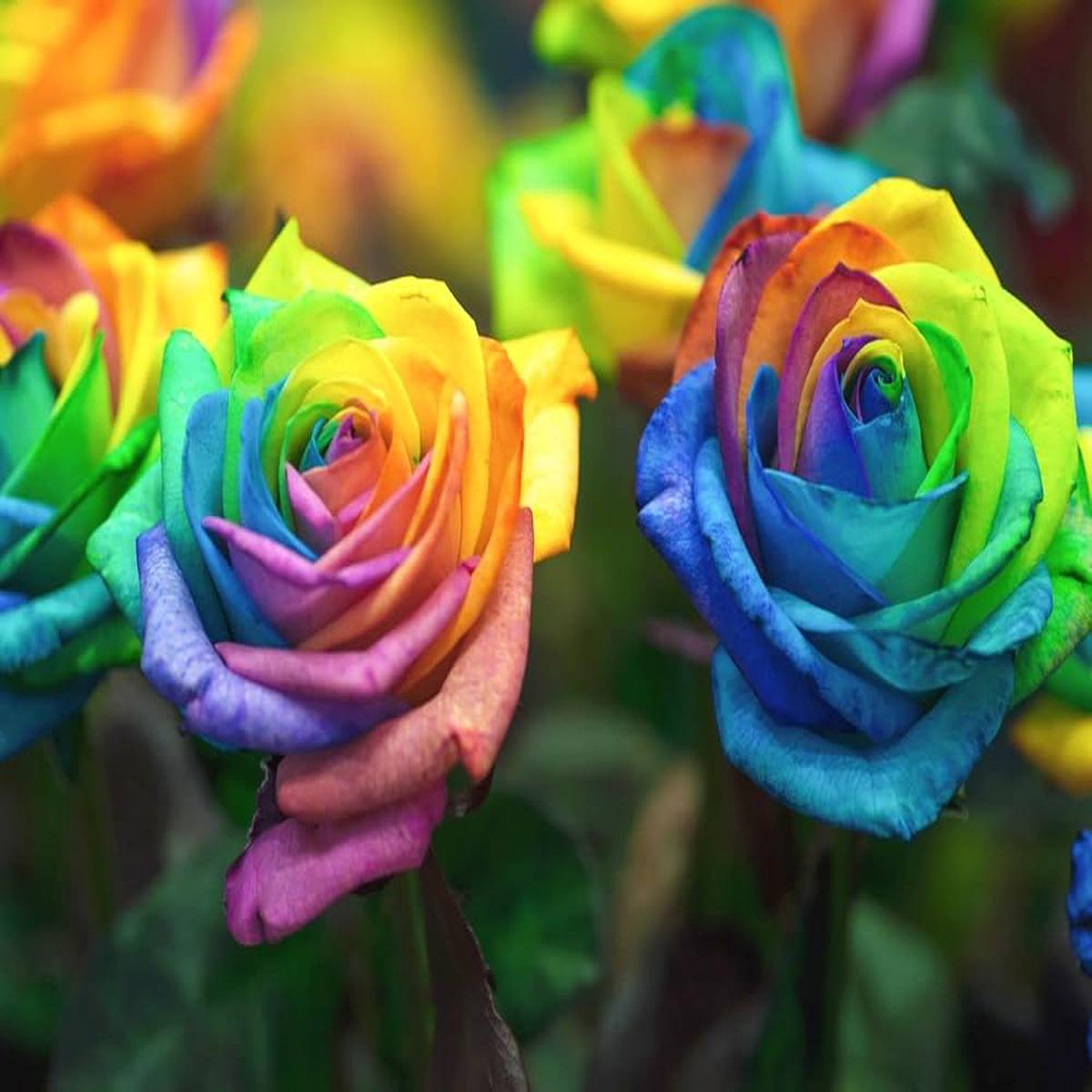Roses Multi Colour Flower Seeds for Planting  Compact Growth, Heirloom, Non-GMO, High Germination